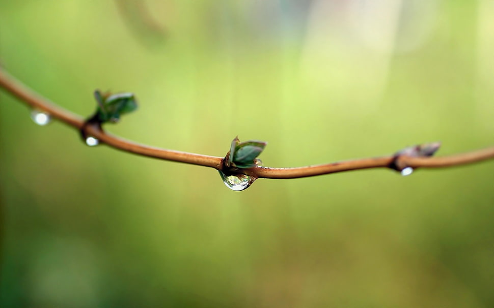 green plant HD wallpaper